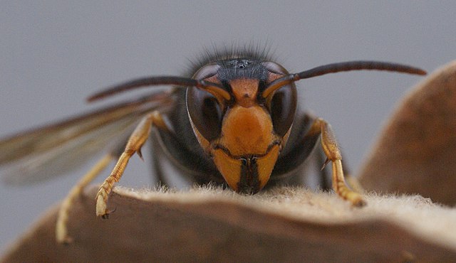 Invasive Yellow-Legged Hornet Detected In The Wild For The First Time ...